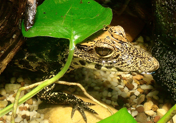 Baby crocodile hiding under a leaf