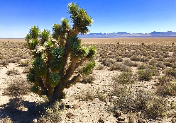 Joshua Tree, Nevada Desert USA