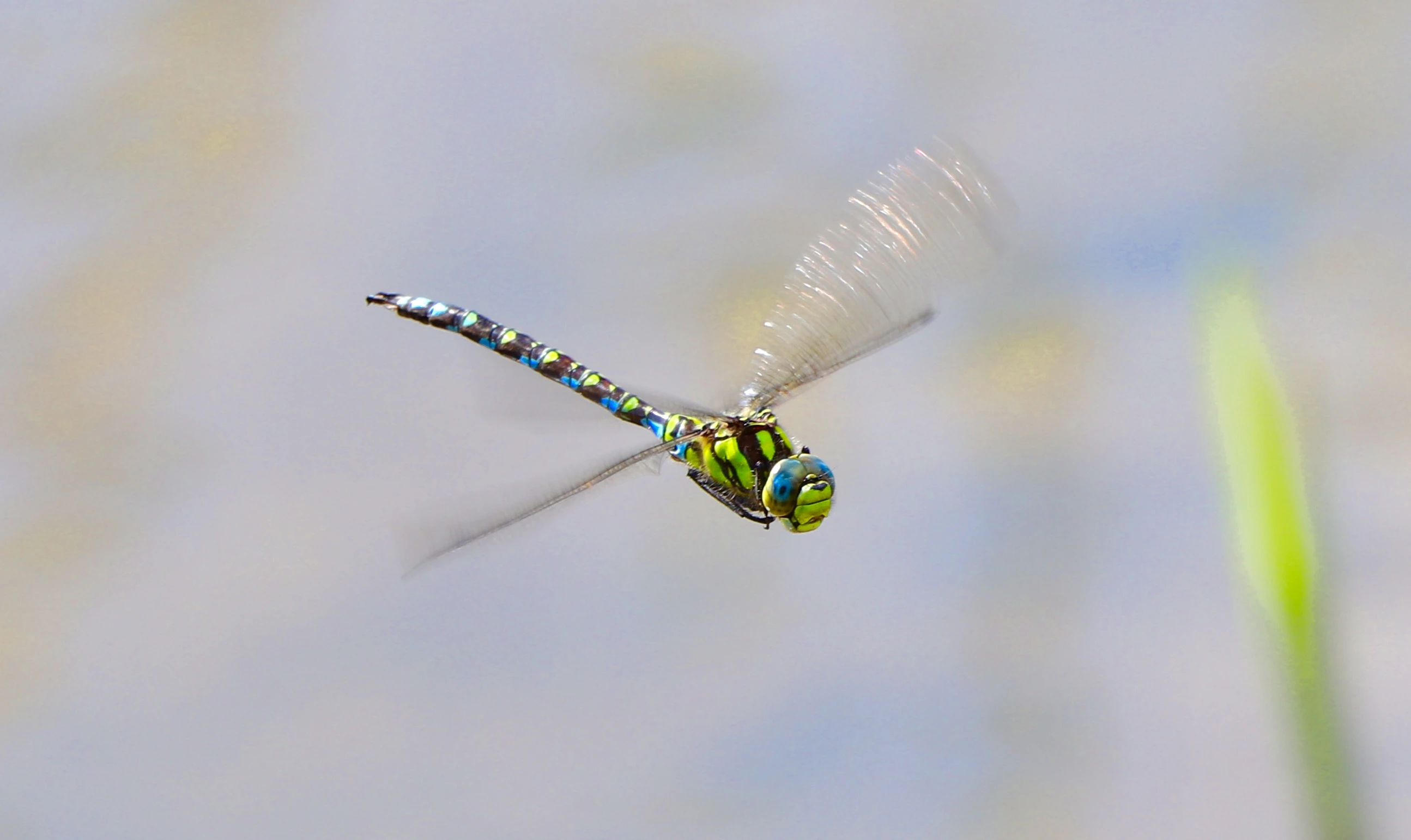 Dragonfly flying above water
