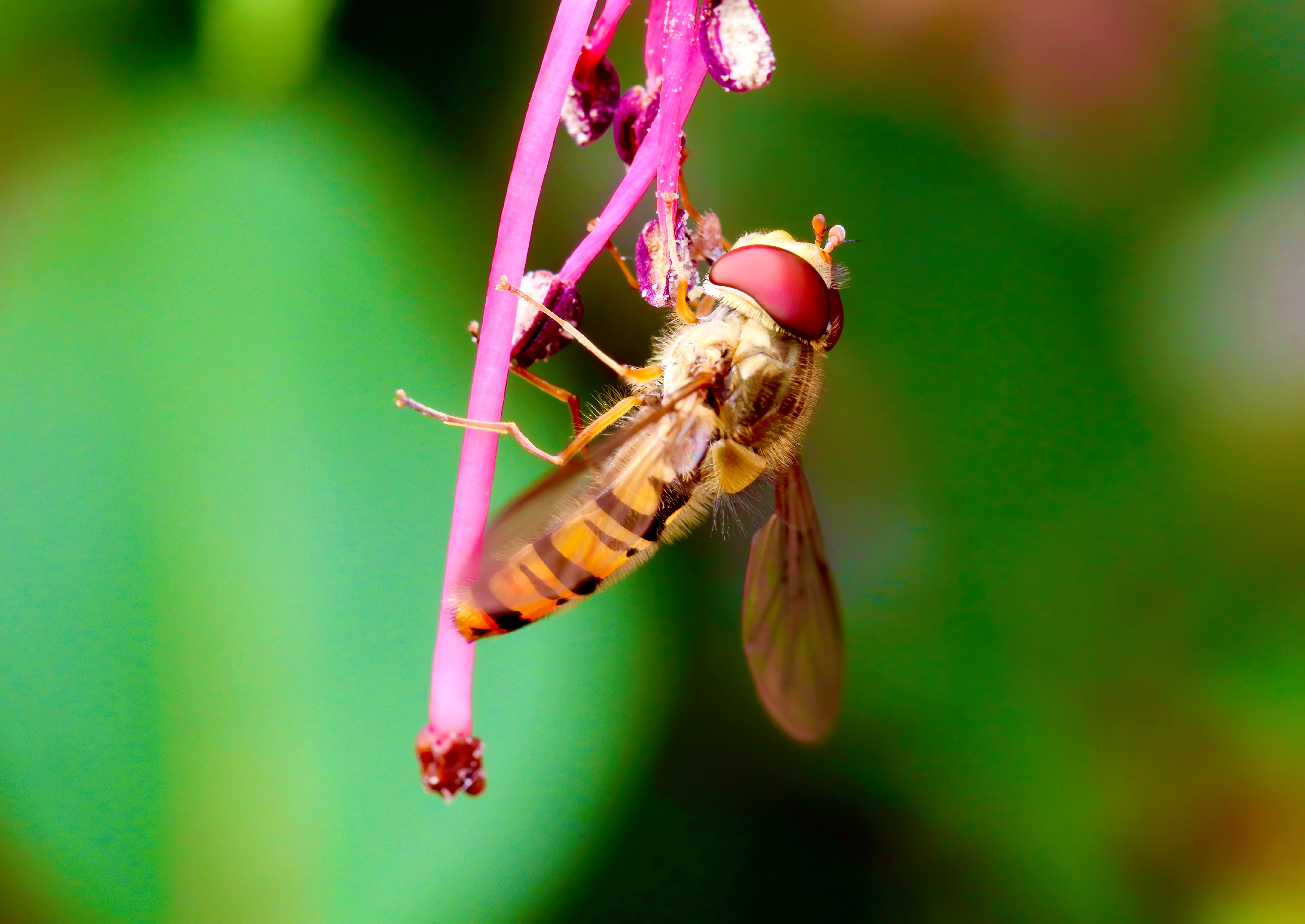 Hoverfly resting on a flower