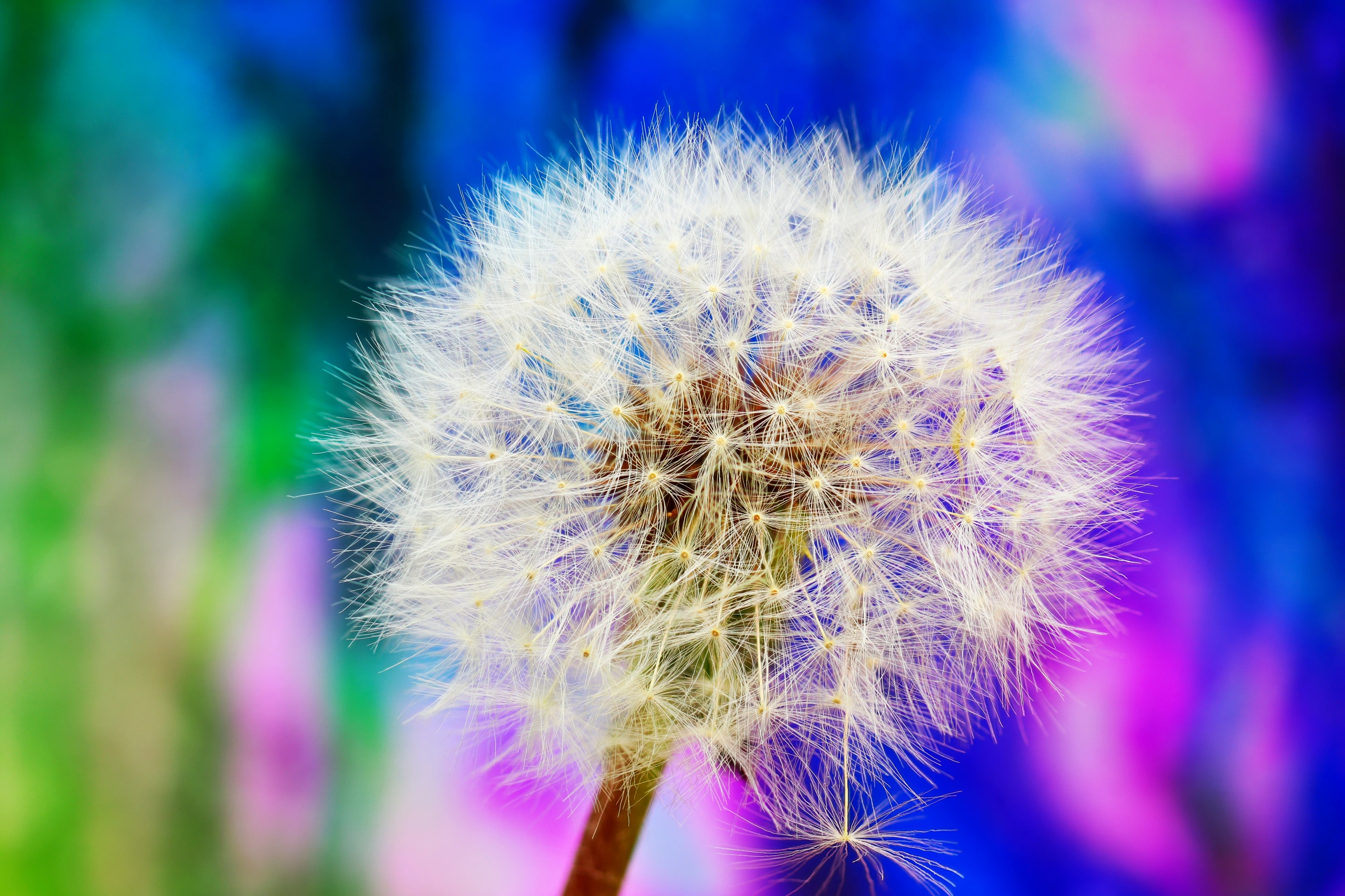 Colourful flower and nature detail