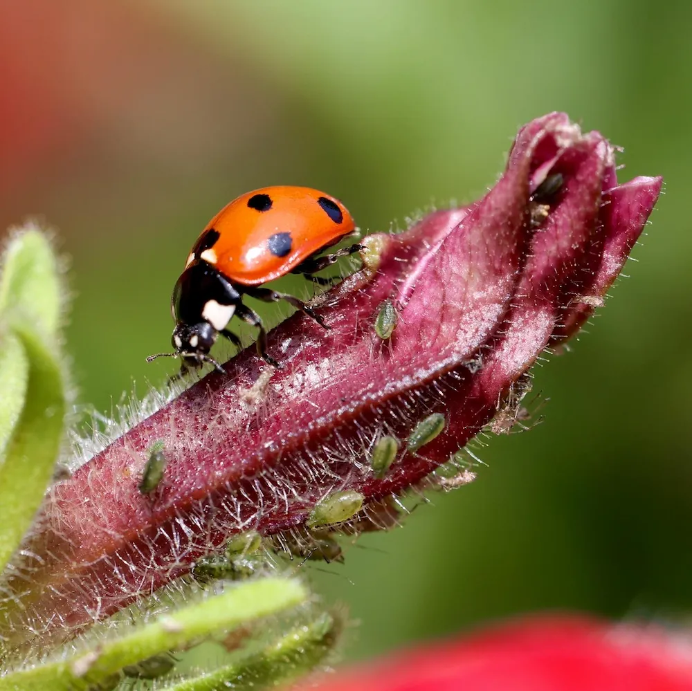 Nature photograph