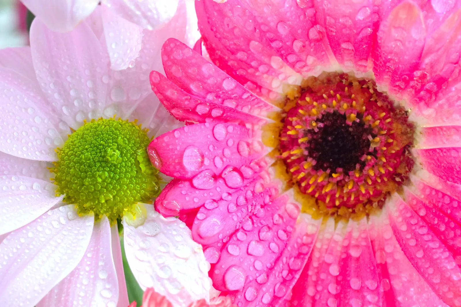 Close-up photograph of colourful flowers covered in water droplets